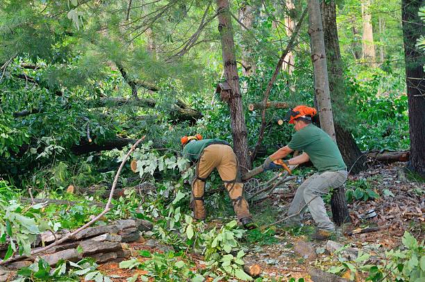 Best Tree Branch Trimming  in Indian Hills, TX